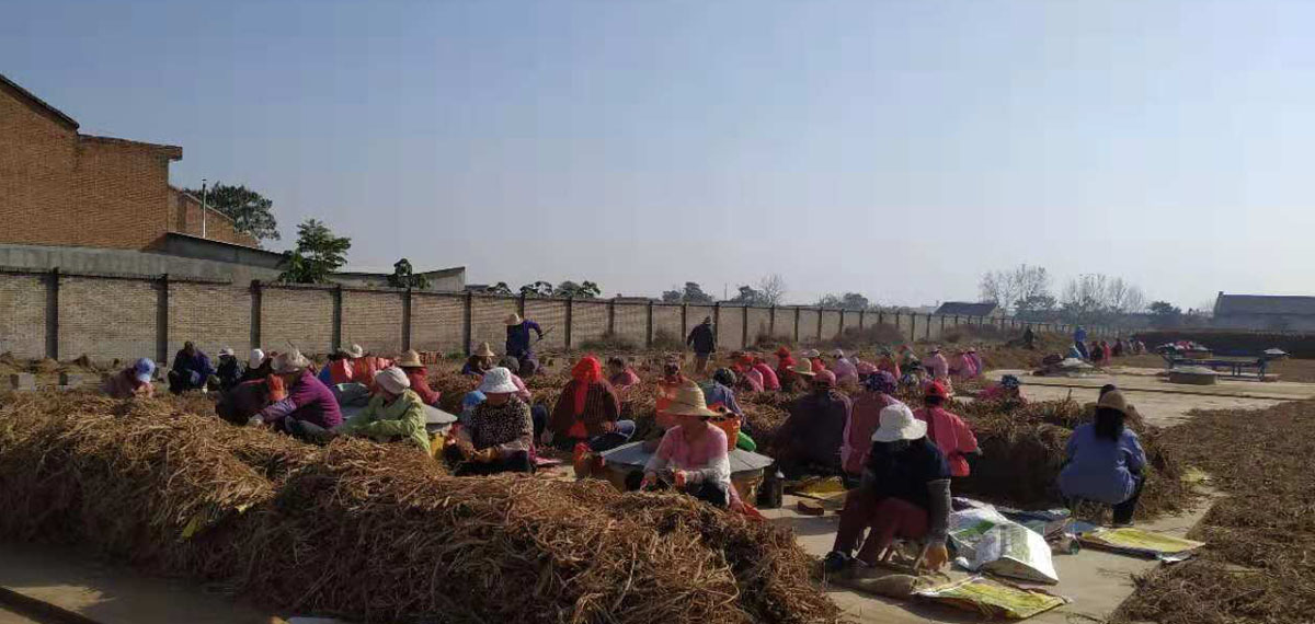 1573893708546580.jpg 药材初选1200.jpg